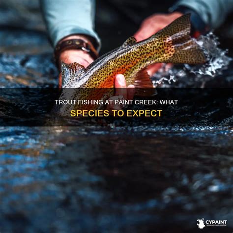 Trout Fishing At Paint Creek: What Species To Expect | CyPaint