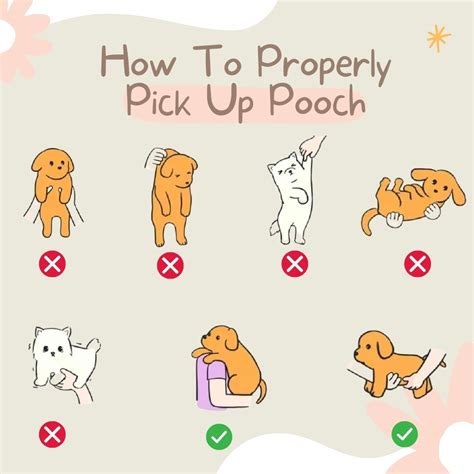 There are hundreds of reasons why you might have to pick up a dog, but the question is, how to ...