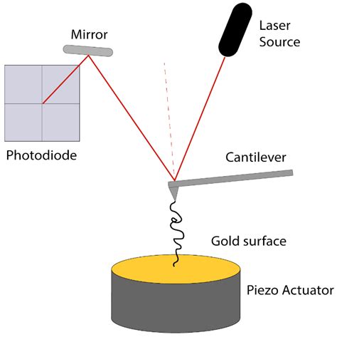 Mechanical Stability of a Small, Highly-Luminescent Engineered Protein ...