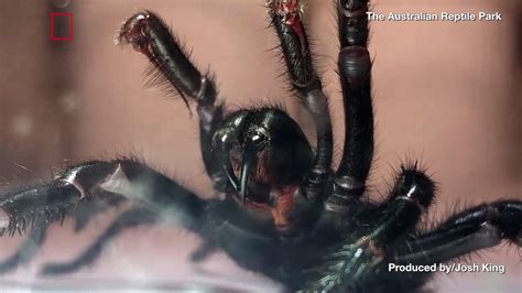 These venomous spiders are found in Western Washington | king5.com