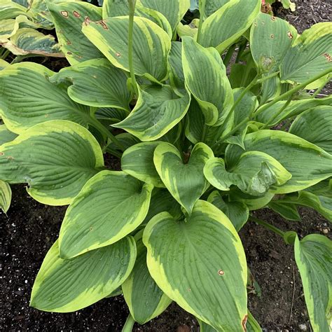 Types Of Hostas Plants Perennials Hosta SHADOWLAND® 'Lone Star'