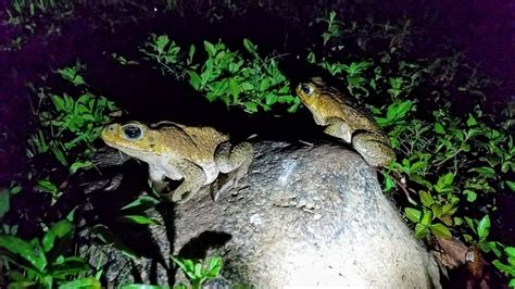 BELLAS'S JUNGLE CAMP (Cristo Rey) - Campground Reviews & Photos ...