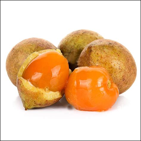 Malay Lac Fruit Tree Plant (Schleichera oleosa) – veliyathgardens