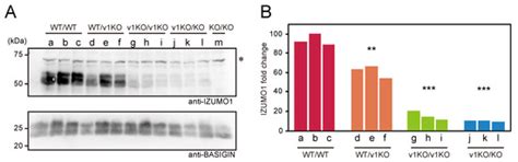 IJMS | Special Issue : Oocyte Maturation and Fertilization