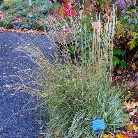Calamagrostis acutiflora 'Overdam' ~ Overdam Feather Reed Grass ...