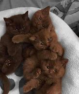 Image result for Baby Kittens and Bunnies