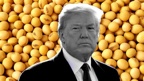 US soybean body pleads with Trump to prevent trade war - CGTN