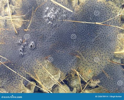 Frog eggs in water stock photo. Image of nature, welfare - 230678914