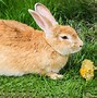 Image result for Bunny Baby Rabbit Care