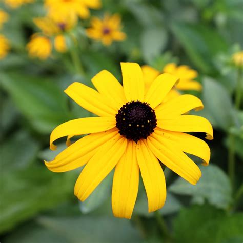 Black Eyed Susan Flower