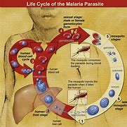 malaria parasite 的图像结果