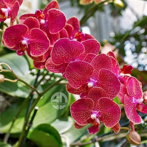Phalaenopsis Orchid Kimono Seedling Size
