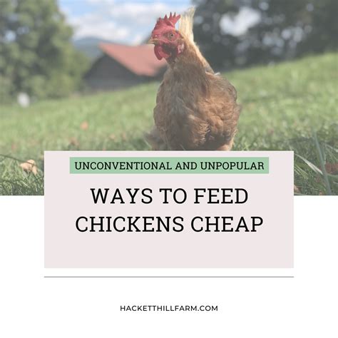 What Is The Cheapest Way To Feed Chickens at Sandra Moody blog