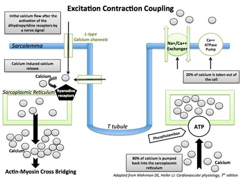 Image result for Excitation-Contraction Coupling Process
