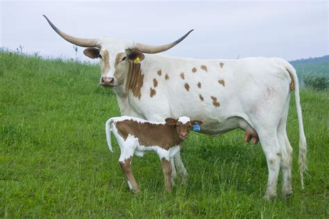 Longhorn Cows In Texas at Steven Weber blog