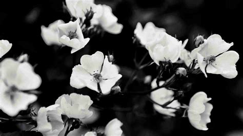 Download Black And White Aesthetic Blooming Flower Wallpaper ...