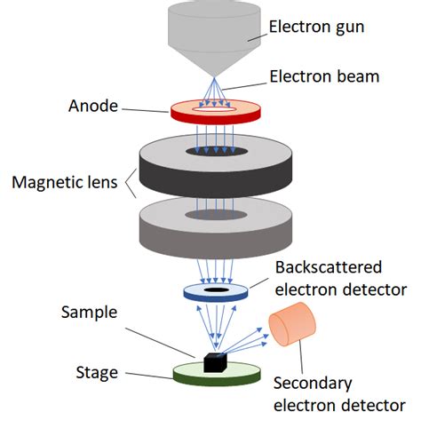 Electron Microscope Drawing 的图像结果