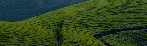 Gallery | Haritika