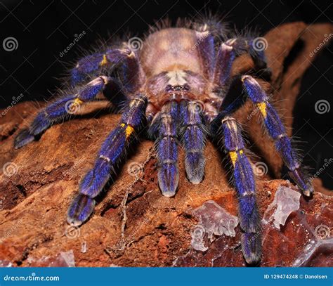 Baby Gooty Sapphire Ornamental Tree Spider