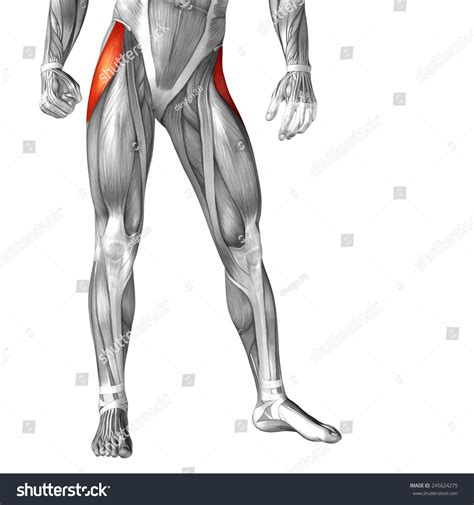 Conceptual 3d Tensor Fasciae Latae Leg Stock Illustration 245624275 ...