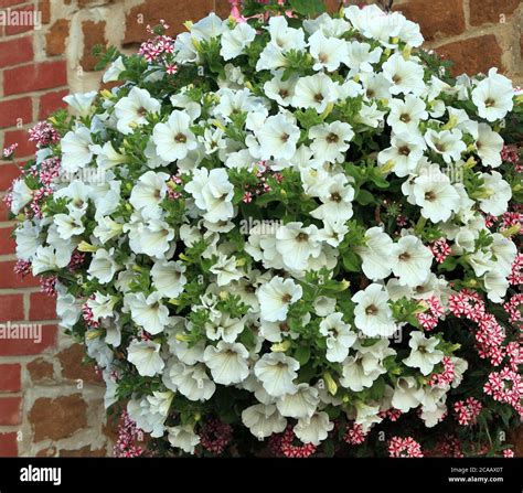 Hanging basket, white and pink combination, petunias, verbena, bedding ...