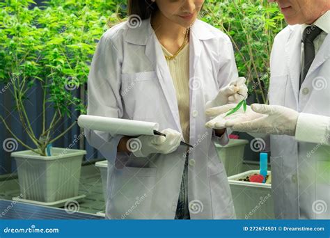 Scientists Working at Cannabis Hemp and Gratifying Marijuana Plantation ...