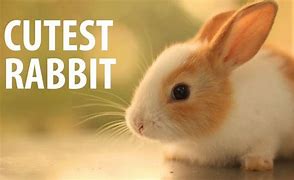 Image result for Cutest Bunny in Da World