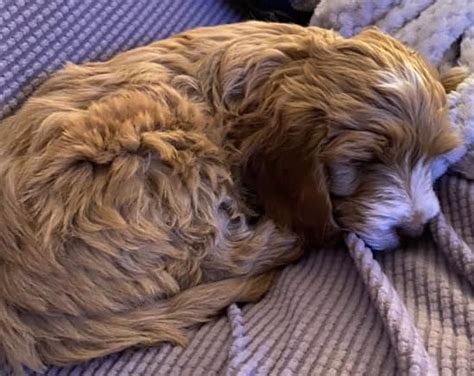 Who Wouldn't Love A Apricot Cockapoo | Cockapoo For Life