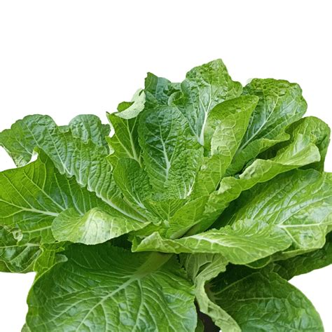 Romanian Lettuce Plant - Garden Salad – agriyumfoods