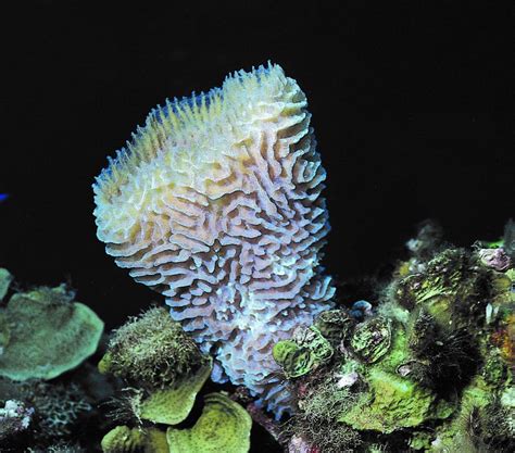 Phylum Porifera-Questions | the Shape of Life | The Story of the Animal Kingdom