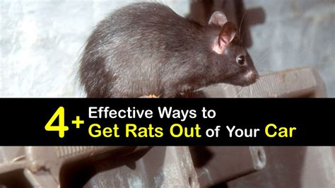 Get Rid of Car Rats - Clever Tips for Killing Rats in the Car