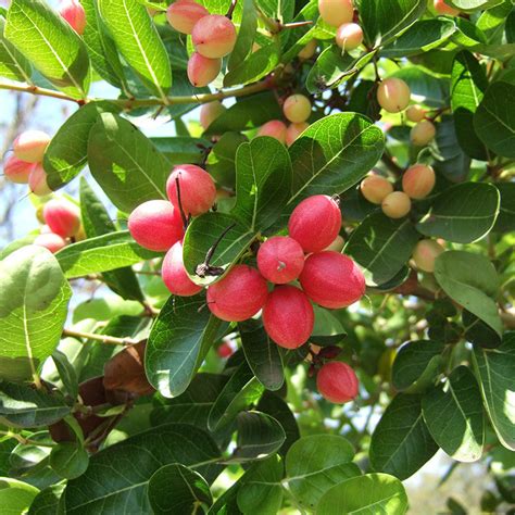 Karonda Or Carissa Carandas - Fruit Plants & Tree – Exotic Space