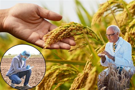 Indian Food : अगले 16 वर्षों में खाने लायक नहीं रहेंगे गेंहू-चावल ...