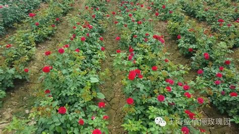 如何移栽玫瑰花苗？玫瑰花苗种植时间和方法-种植技术-中国花木网