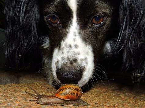 Why lungworm is a threat to your dog - Vet Help Direct