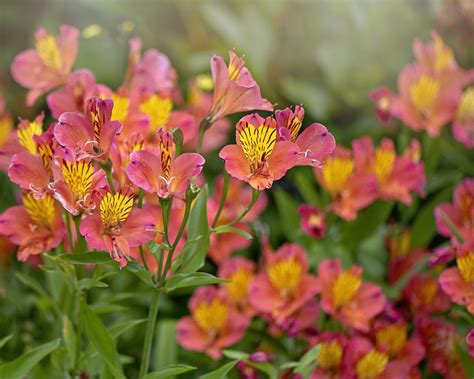 8 Long-Lasting Cut Flowers You Can Grow In The Garden | Gardening Know How