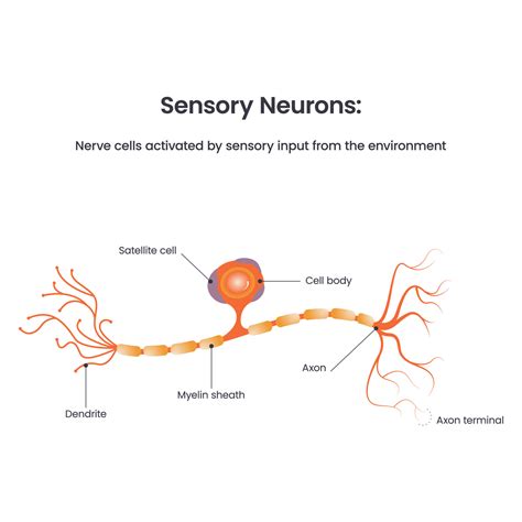 Sensory Neuron Diagram biology educational vector illustration 17733522 Vector Art at Vecteezy