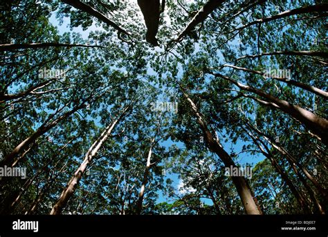 Tree Canopy 的图像结果