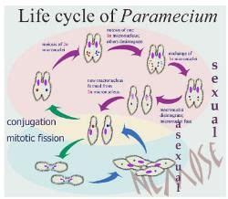 Life History of Paramecium - Zoology Optional Notes for UPSC PDF Download