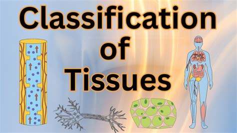 Classification of Tissues 的图像结果