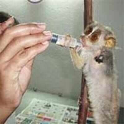 Slender loris falls victim to black magic, rescued