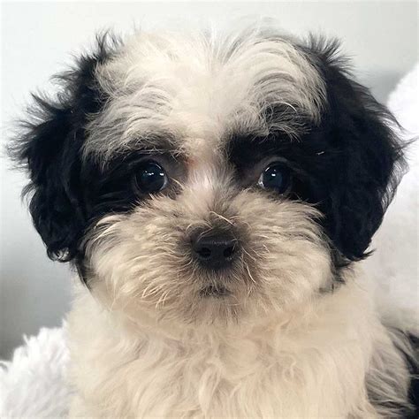 How Big Do Shih Poo Puppies Get