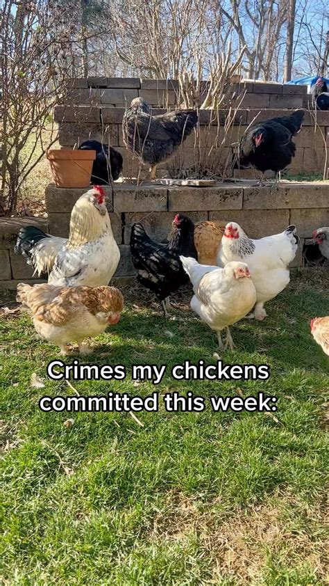 Funny Chicken Memes