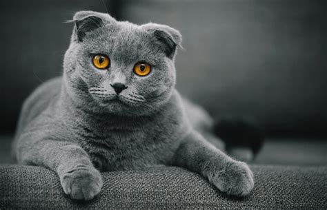 Image result for Python Black App