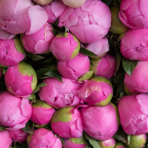 The Peony Flower: Meanings, Images & Insights | Floraly