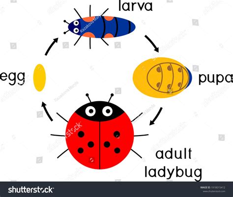 Life Cycle Ladybug Sequence Stages Development Stock Vector (Royalty Free) 1918015412 | Shutterstock