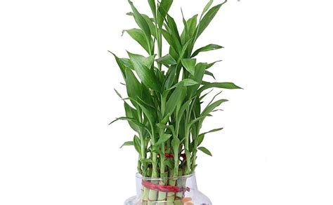 Vishnature Two Layer Lucky Bamboo Plant (Transparent) : Amazon.in ...