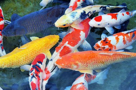 Types of Koi – Let’s Explore These Fascinating Fish