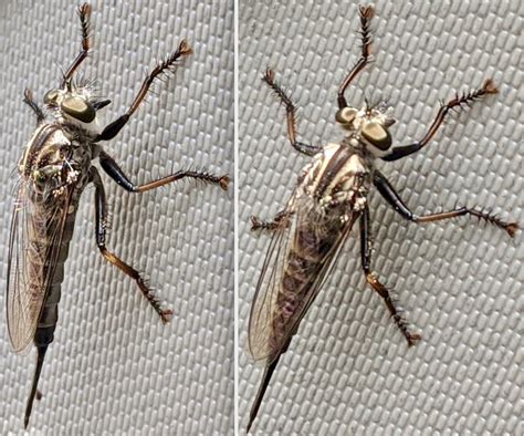 Robber Fly Bite
