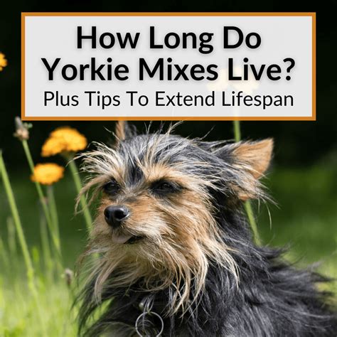 Lifespan Of Yorkie Mix